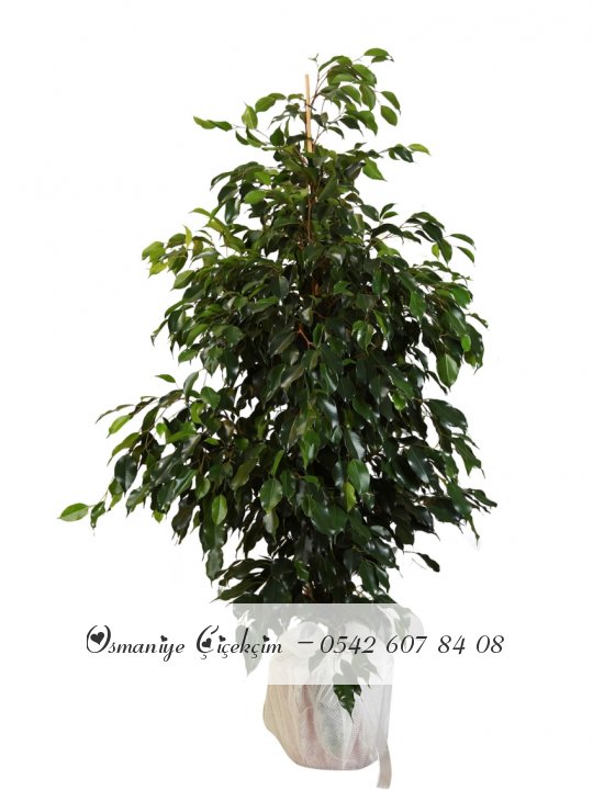 Büyük Boy Ficus Benjamin