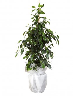 Ficus Benjamin